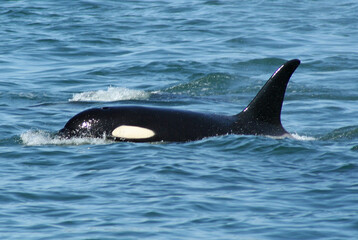 Orca on the surface of the water
