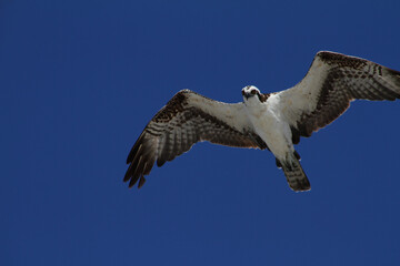 Osprey in blue sky