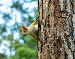 squirrel runs through the trees in the pine forest in search of food