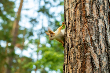 squirrel runs through the trees in the pine forest in search of food