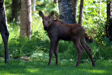 Moose cow calf Anchorage Alaska