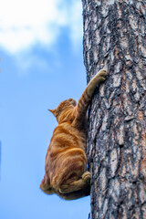 red cat climbs trees in the garden
