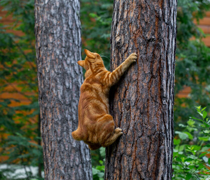 Red Cat Climbs Trees In The Garden