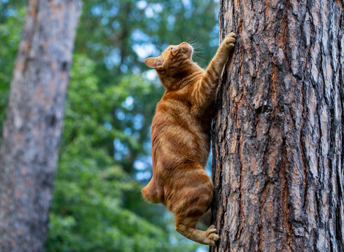 Red Cat Climbs Trees In The Garden