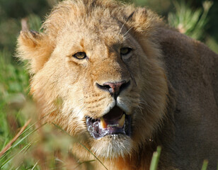 lion in the grass