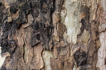 tree bark texture