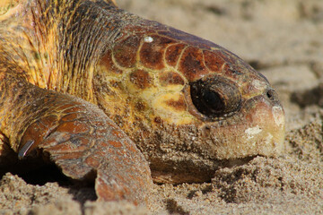 turtle close up