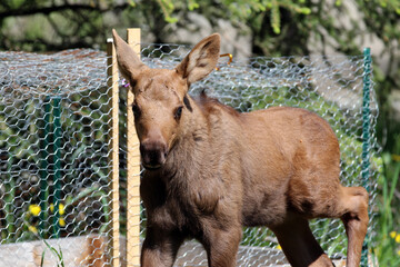 Moose cow calf Anchorage Alaska