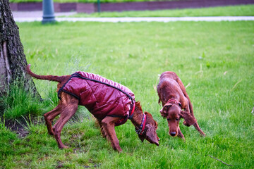 Two Irish setters playing on grass general plan color