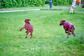 Two Irish setters playing on grass general plan color