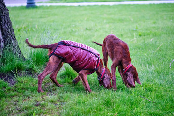 Two Irish setters playing on grass general plan color