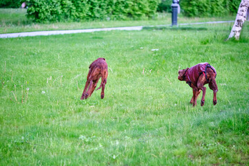 Two Irish setters playing on grass general plan color