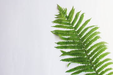 minimalism style, fern leaf on paper background