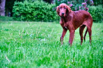 Irish Setter standing in the meadow general plan color