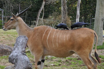 Fototapeta premium Common eland is having a pair of crows on its back.