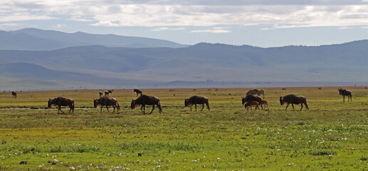 Wildebeasts on the move in Tanzania 