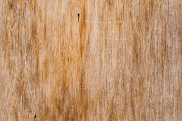 Obraz premium wood wall texture