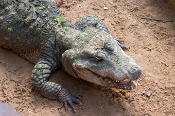 A dwarf crocodile open mouth April 6 2019.
It is an African crocodile that is also the smallest extant crocodile species. Sampling has identified three genetically distinct populations. 