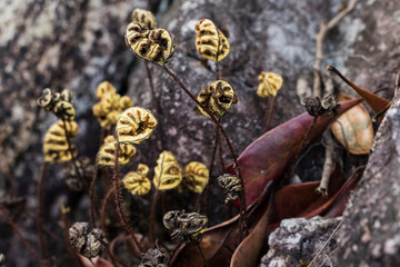 dead small plant and leaf on the rock without water a long time