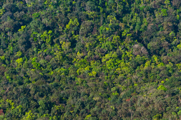 high density of rainforest background