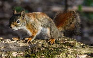 Naklejka na ściany i meble Squirrel looking ahead while climbing on a tree limb
