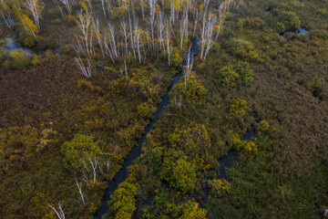 Small stream in morning forest with swamp. Drone landscape of european forest from above. Central...