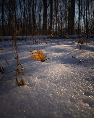 autumn leaves in the snow