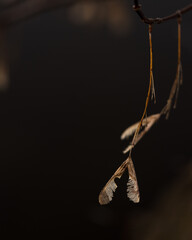 hanging tree seeds 