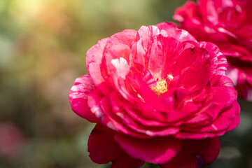 Obraz premium Roses in the garden