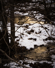 winter in the forest