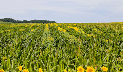 Fototapeta premium bright sunflower with corn