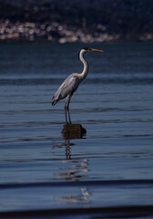 great blue heron