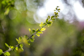 The abstract blurred background of the backlighting bokeh of the sun hitting the green leaves, beautiful beauty of natural light effects.