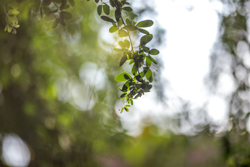 The abstract blurred background of the backlighting bokeh of the sun hitting the green leaves, beautiful beauty of natural light effects.