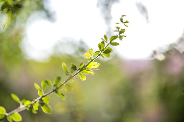 The abstract blurred background of the backlighting bokeh of the sun hitting the green leaves, beautiful beauty of natural light effects.