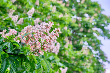 chestnut flowers on a branch of a blur background