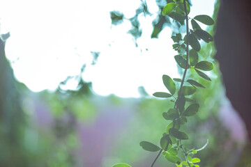 Obraz premium The abstract blurred background of the backlighting bokeh of the sun hitting the green leaves, beautiful beauty of natural light effects.