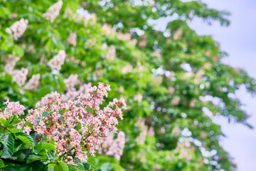 chestnut flowers on a branch of a blur background