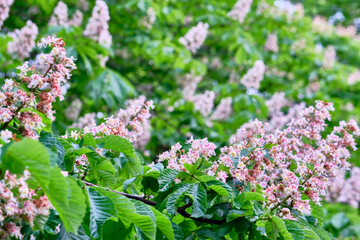 chestnut flowers on a branch of a blur background