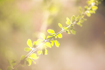The abstract blurred background of the backlighting bokeh of the sun hitting the green leaves, beautiful beauty of natural light effects.