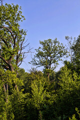 the first young leaves on trees