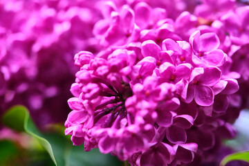 Beautiful flowering branch of lilac flowers close-up macro shot with blurry background. Spring nature floral background, pink purple lilac flowers. Greeting card banner with flowers for the holiday