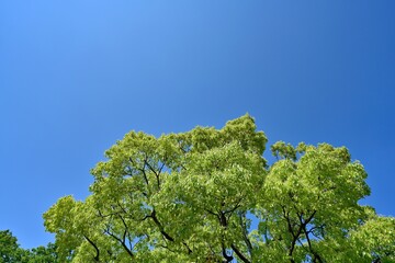 青空バックに新緑のクスノキの大木