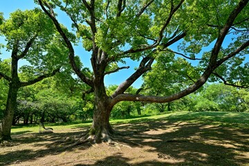 新緑のクスノキの大木の情景