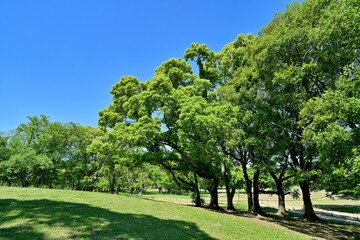 Fototapeta na wymiar 青空バックに新緑のクスノキ林の情景