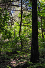 Obraz premium Trees and bushes in forest