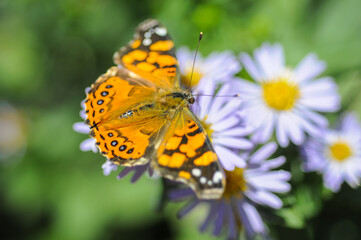 Butterfly landed on bed of flowers