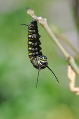 Caterpillar hanging from stick