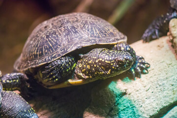 The European pond turtle is a species of long-living freshwater turtle in the family Emydidae. 
...