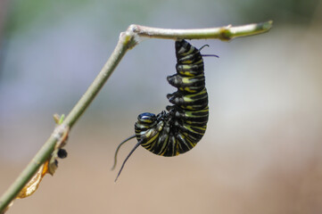 Caterpillar hanging from stick